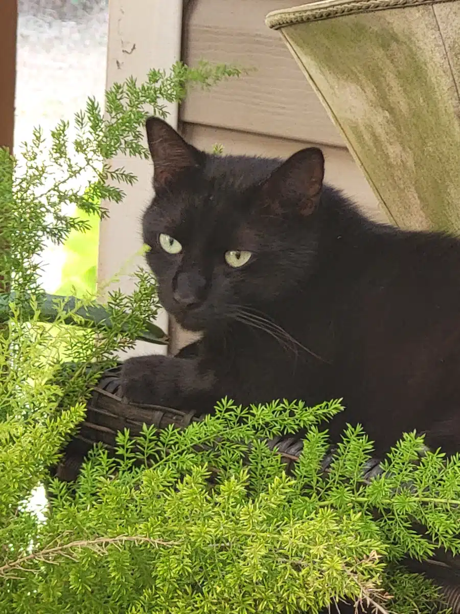 Active Recovery - Thumbnail 7