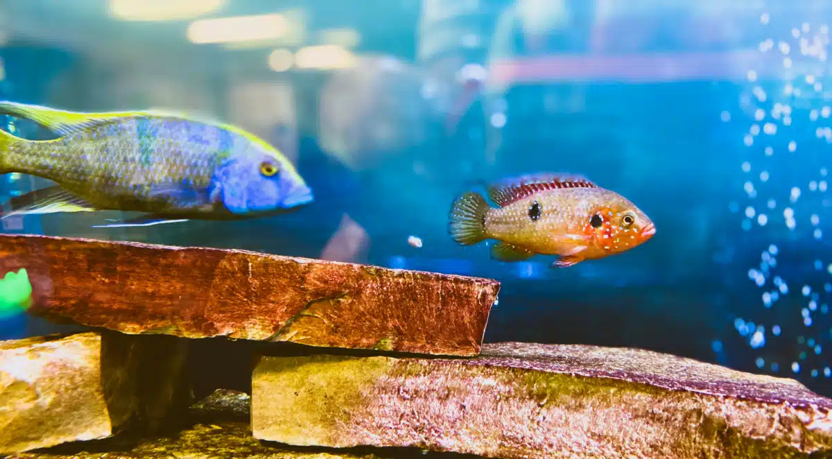 HealthWest - Thumbnail 3